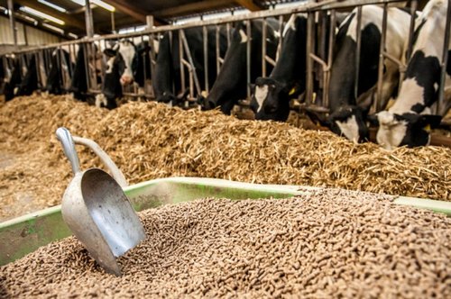 How To Make Cattle Feed