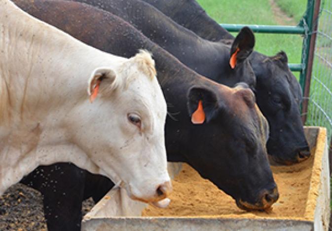Cow Cattle Feed