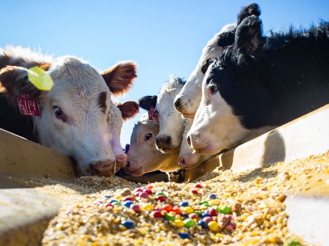 Cow Cattle Feed