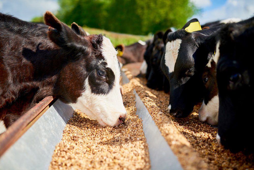 Cow Cattle Feed