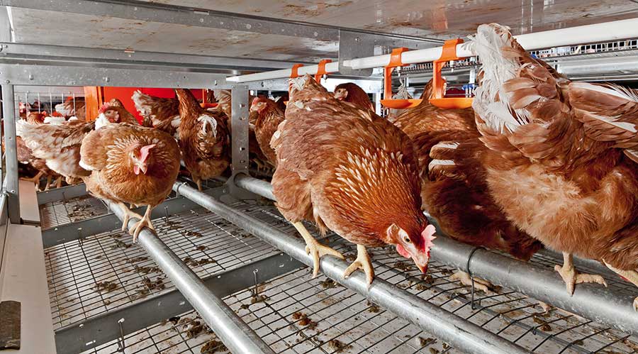 Layer Poultry Feed Suppliers 