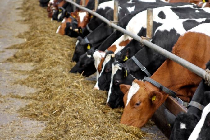 how cattle feed prepared