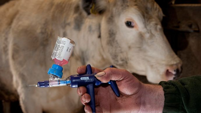Vaccine for Healthy Cattle