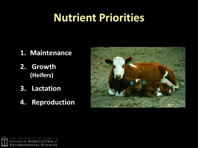 cattle nutrient