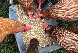 Best Chicken Feeds Available For Your Laying Hens