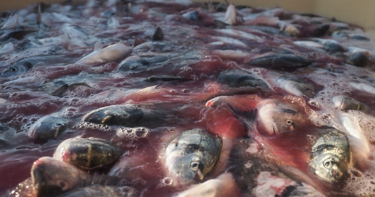 Fish dying due to disease in fish farming
