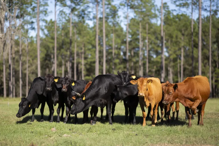 Cattle Ranching Benefits