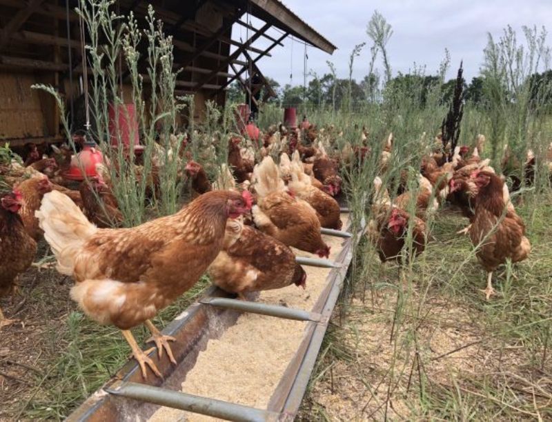 Choosing the Best Poultry Nutrition Supplements