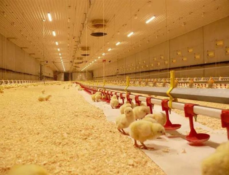 Poultry farming