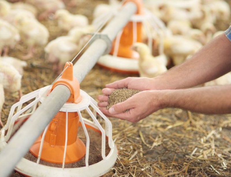 Feeding Practices