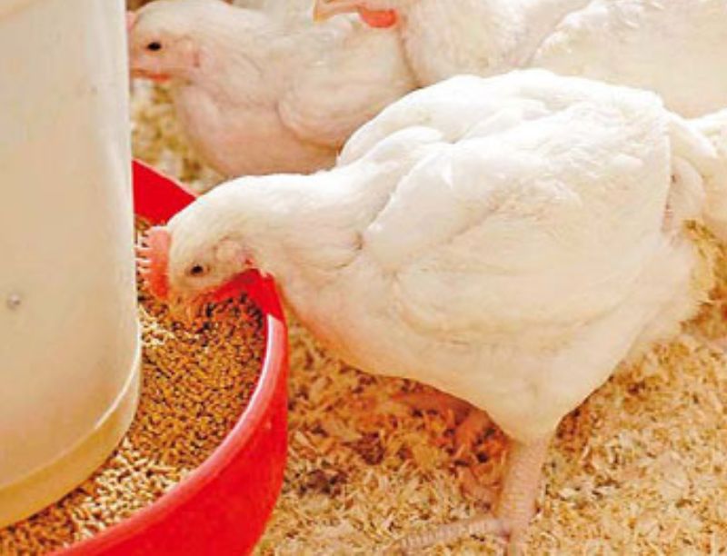 Broiler chicken feed