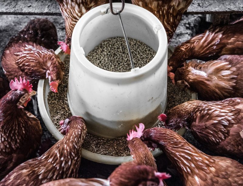 chicken feed