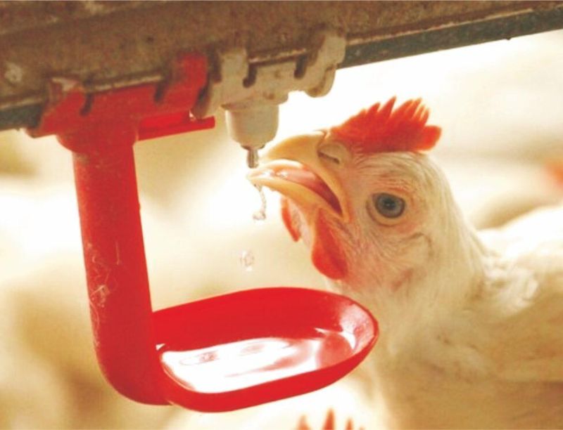 Poultry Water Supply