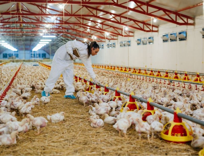 Essential Biosecurity Practices for Poultry Farms