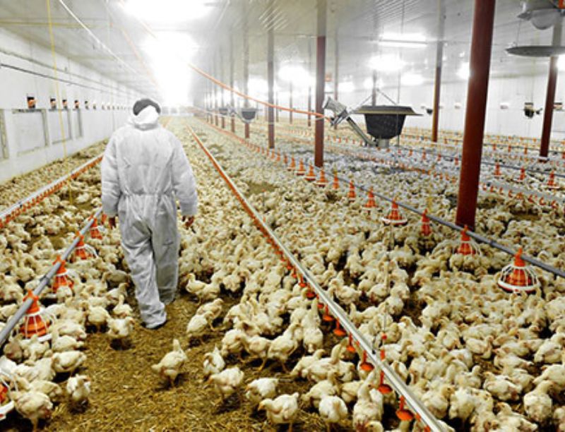 Poultry Farms
