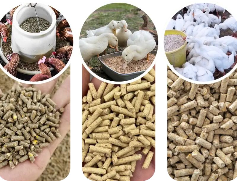 Broiler Feed