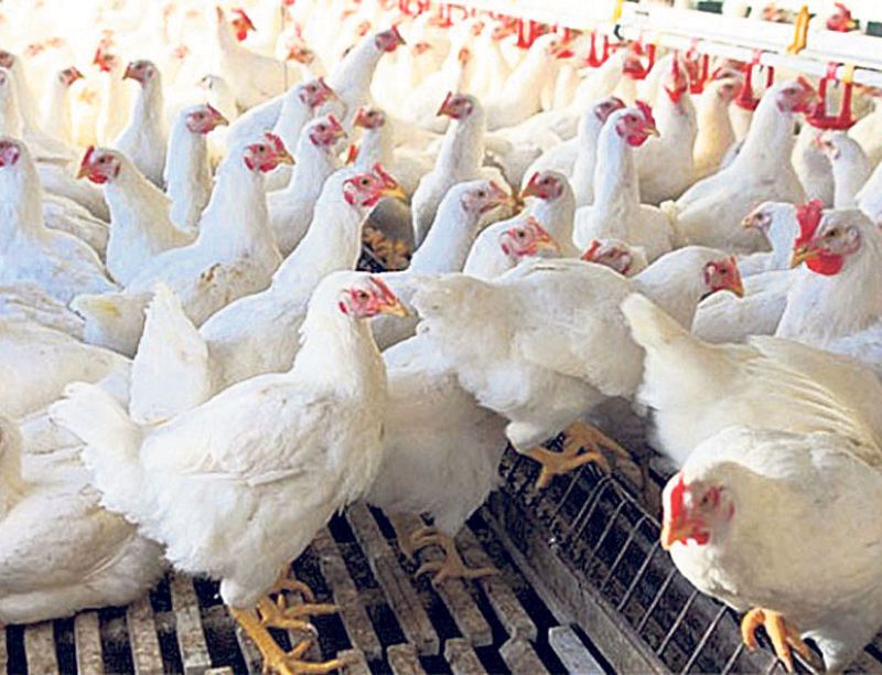  Poultry in Nepal