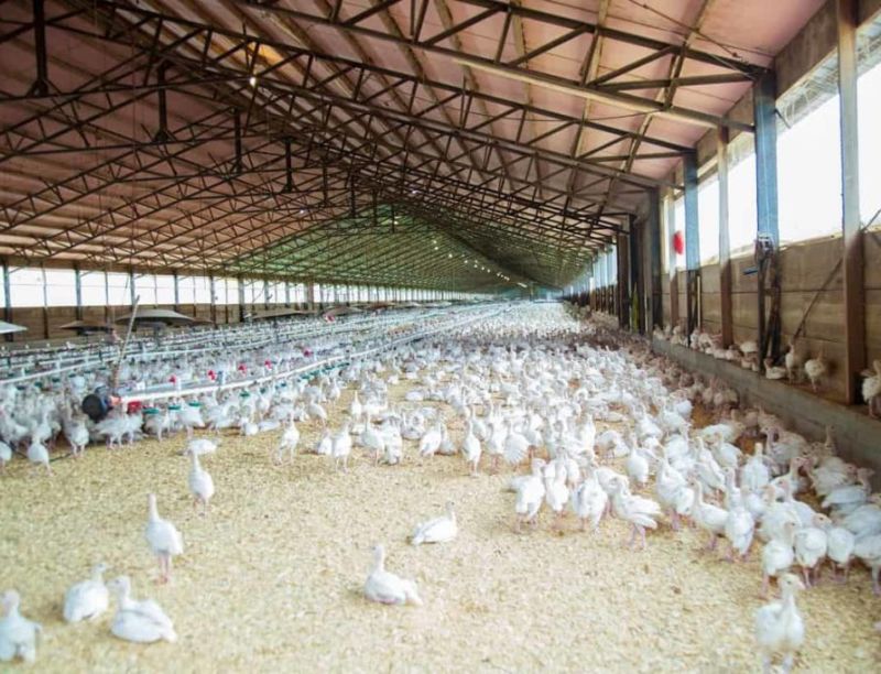 Poultry Farming
