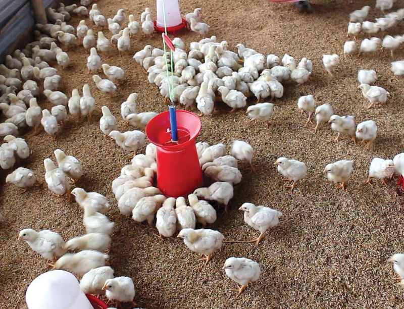 Poultry Farming