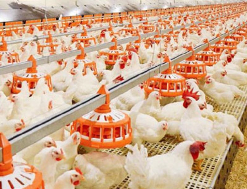 Poultry Processing Equipment