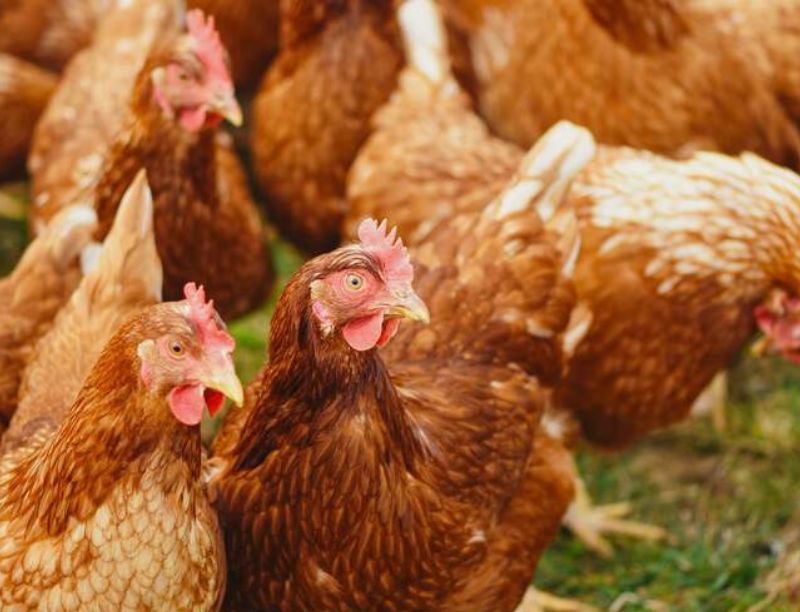 Challenges in the Poultry