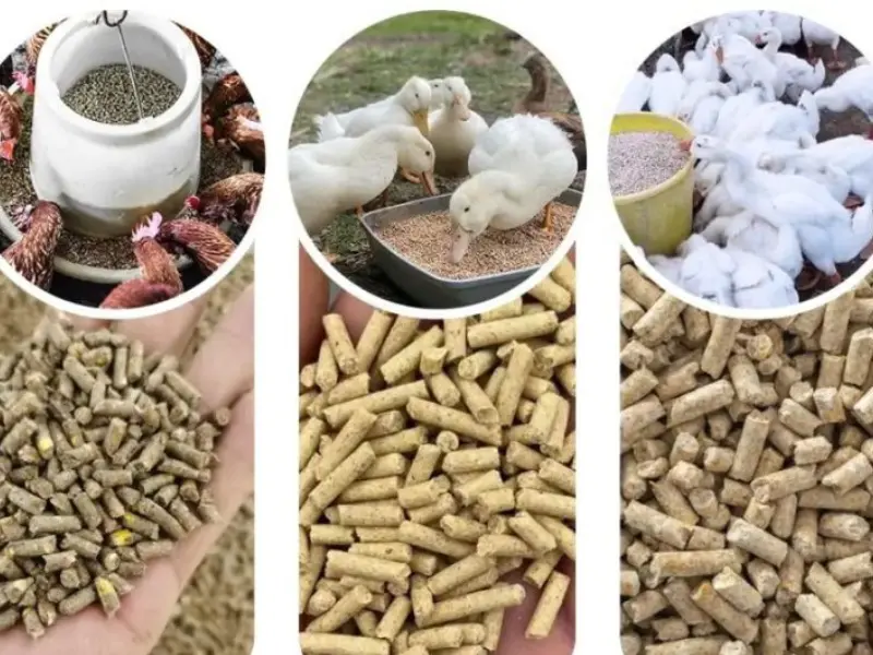 Broiler Feed