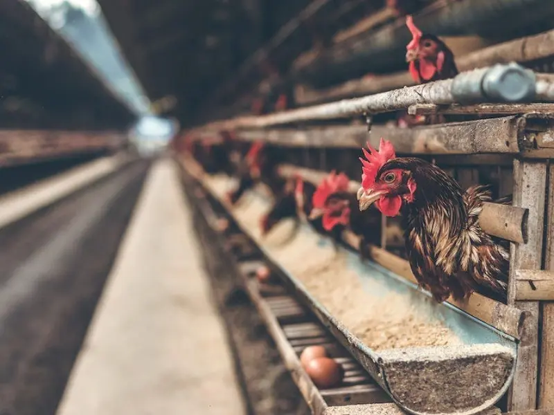 Poultry Feeding 