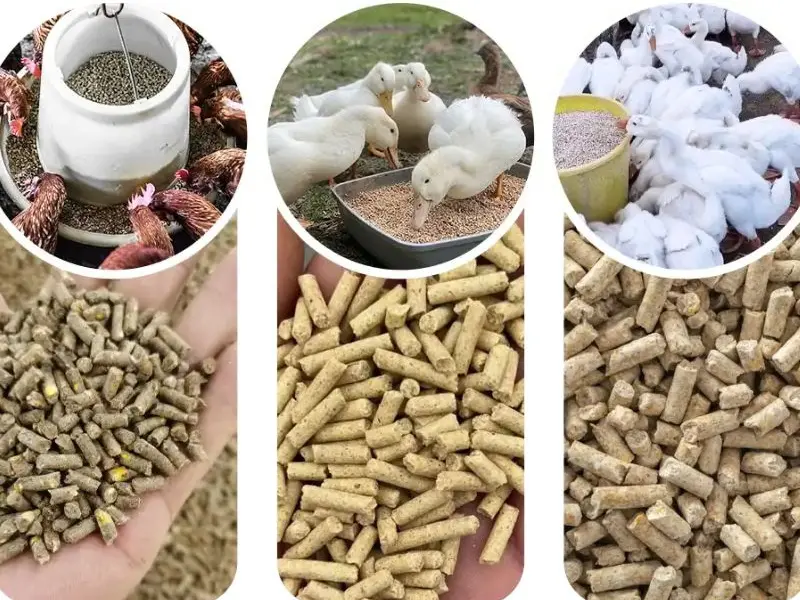Broiler Feed Types In Nepal