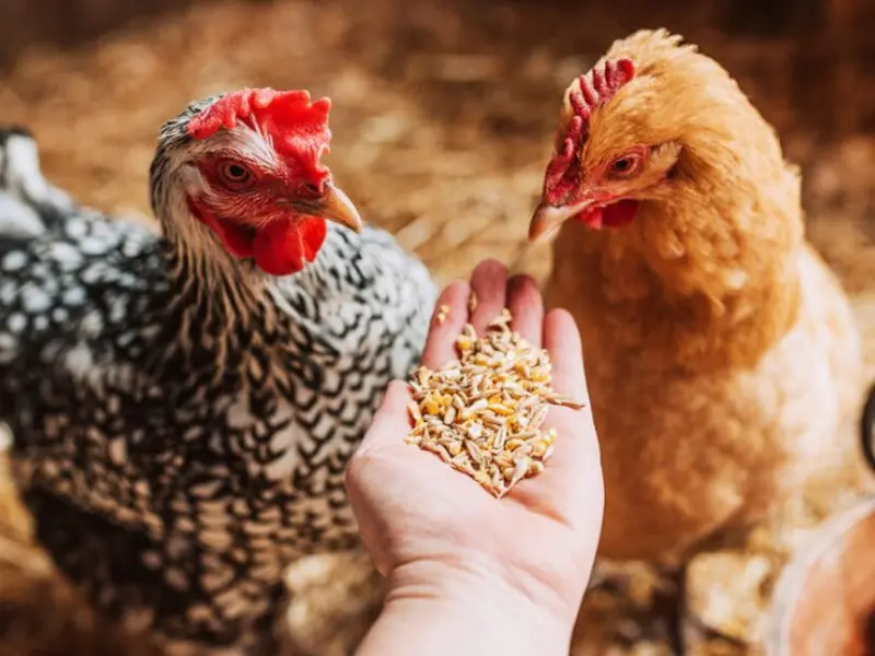Feeding Chickens