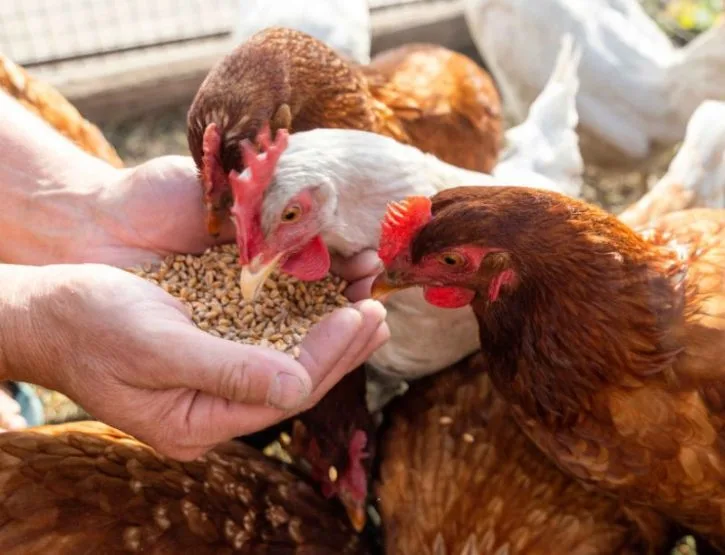 Broiler chicken formation