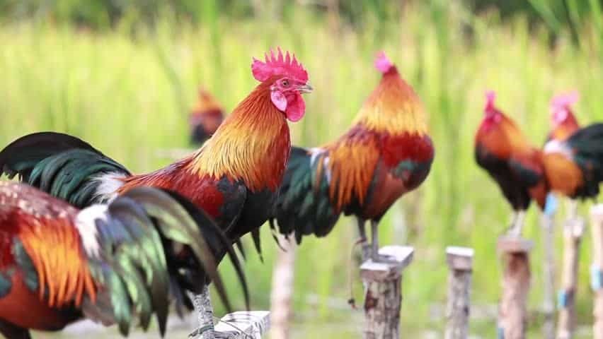 Rhode Islands Red Bantam Chickens