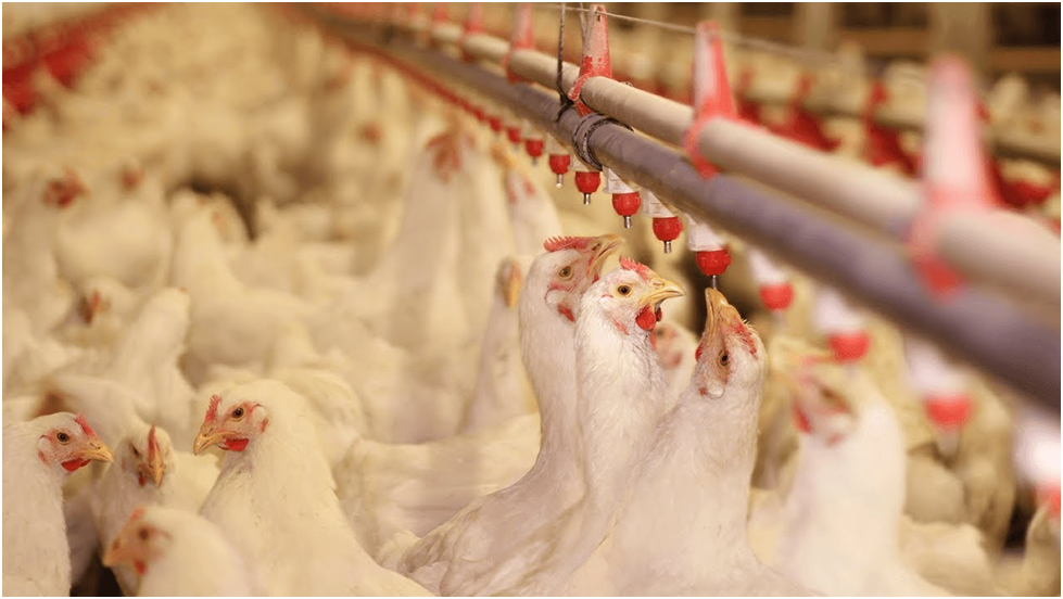 Drinking water systems in commercial poultry farms